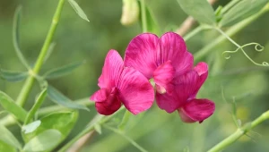 Lathyrus odoratus L