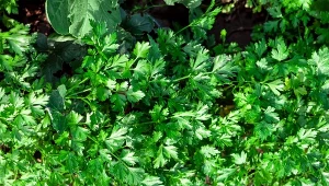 Korzeń mocny, a natka gęsta i pełna aromatu. Posadź blisko pietruszki