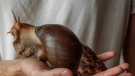 Ogromny ślimak jest niebezpieczny dla ludzi?