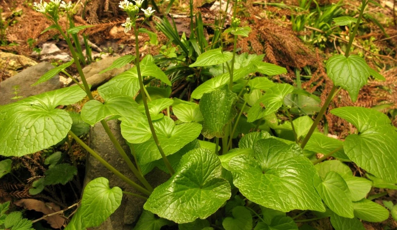 Farma wasabi pod Radomiem to pierwsze tego typu miejsce w Polsce Farma wasabi pod Radomiem z zielonymi liśćmi, wysokimi łodygami i białymi kwiatami na tle leśnego runa.
