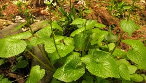 Farma wasabi pod Radomiem. Polska uprawa japońskiego chrzanu