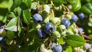 Borówkę amerykańską możesz uprawiać na balkonie. Wystarczy, że zadbasz o to