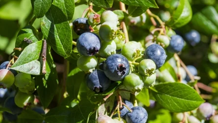 Uprawa borówki amerykańskiej w ogrodzie cieszy się ogromną popularnością. Sprawdź, jak uprawiać ten krzew na balkonie.