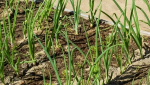 Lej pełne wiadro na każdy rządek cebuli. Główki będą wielkie jak pięść