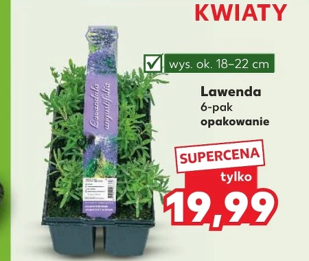 Лаванда Ok.