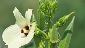 Okra potrzebuje pełnego słońca i ziemi do szybkiego wzrostu i dobrego owocowania. 