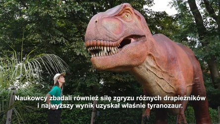 Król drapieżników miał zaskakująco krótkie łapki. Odkryli sekret tyranozaura?