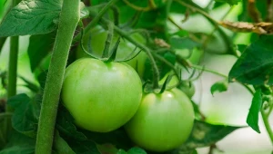 Wzmocni ziemię i pomidory urosną wielkie. Działa jak naturalny nawóz