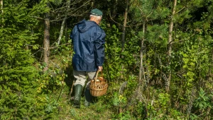 Mało kto wie, że te grzyby są jadalne. Szkoda, bo smakują wybornie