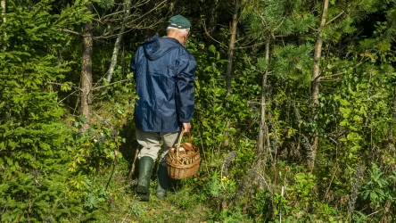 Łuskwiak zmienny to jadalny grzyb, który już pojawił się w polskich lasach. Jak wygląda i dlaczego warto go zbierać?