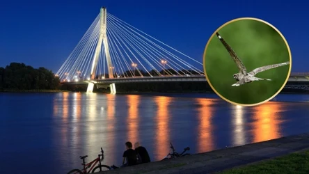 Lelki to nocne ptaki, ale rzadko dotąd pojawiały się w mieście
