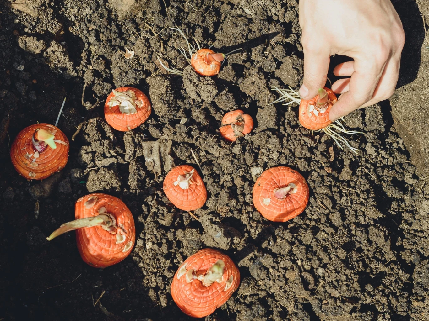 Ręka sadząca cebulki mieczyków o pomarańczowej łupinie w żyznej ziemi.