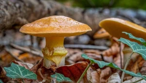 Już pojawia się maślak żółty. Jak rozpoznać, kiedy zbierać i gdzie rośnie?