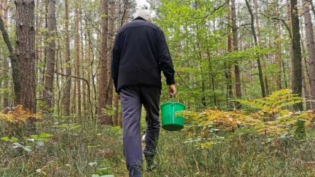 Grzybobranie w czerwcu? To fantastyczny pomysł. W lesie można znaleźć wiele ciekawych gatunków, takich jak gołąbek zielonawy.