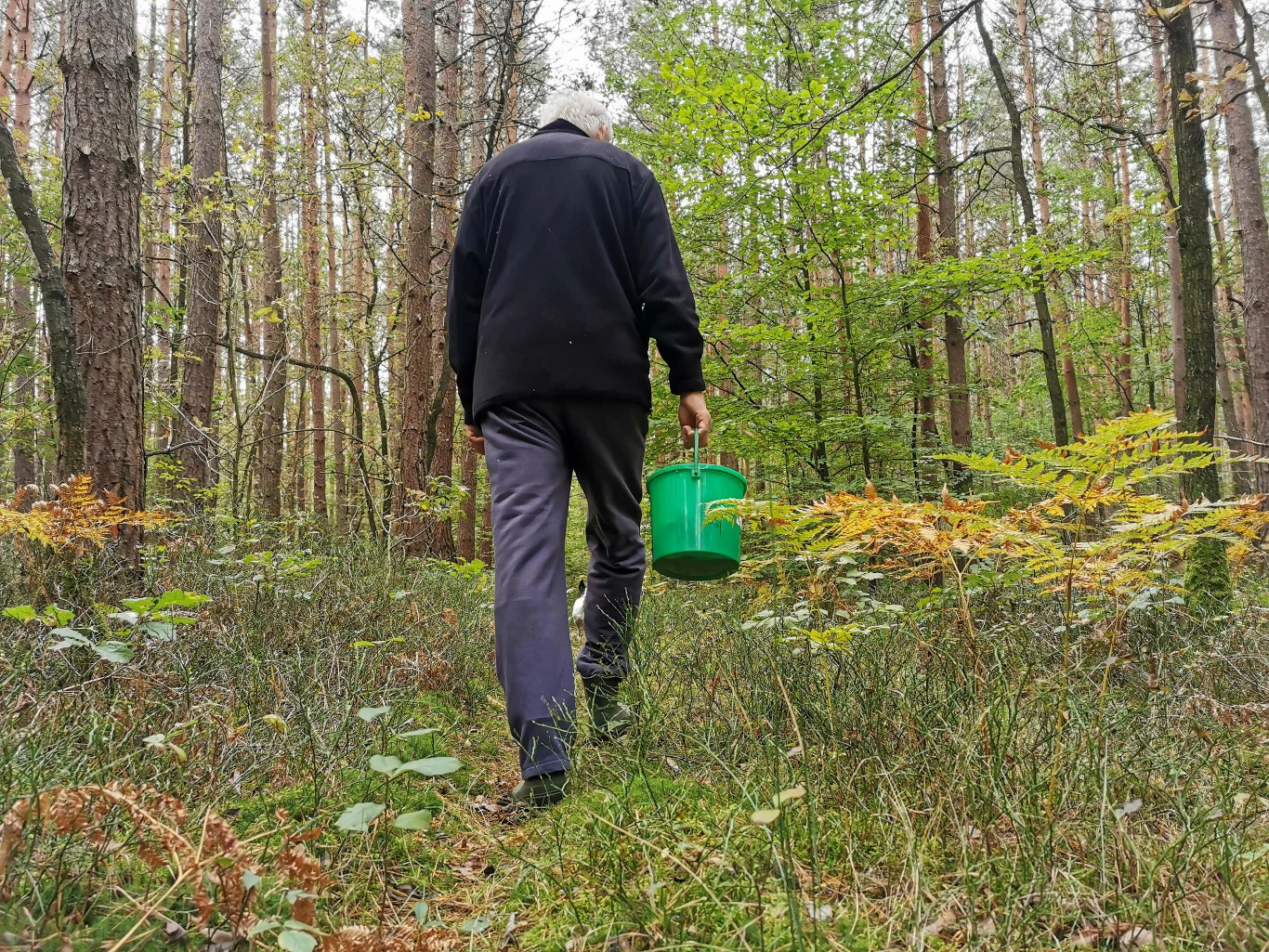Grzybobranie w listopadzie to wciąż dobry pomysł. W lesie można znaleźć wiele ciekawych gatunków, takich jak podgrzybek brunatny Grzybobranie w listopadzie to wciąż dobry pomysł. W lesie można znaleźć wiele ciekawych gatunków, m.in. podgrzybki brunatne