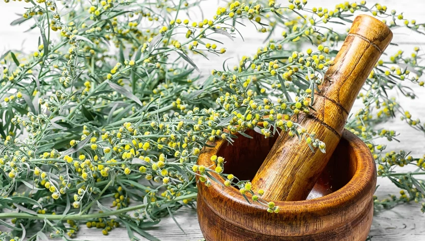 Piołun to jedna z domowych metod radzenia sobie z pasożytami. 
