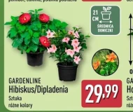 Hibiskus Gardenline