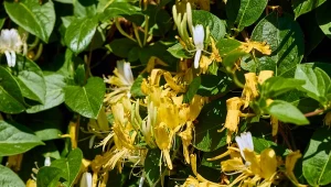 Rośnie z prędkością światła i cudnie kwitnie. Zasłoni całe ogrodzenie