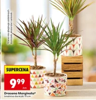 Dracena