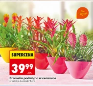 Bromelia