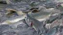 salmon spawning in Alaska river