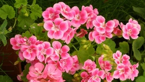 Jak pobudzić pelargonie do obfitego kwitnienia?