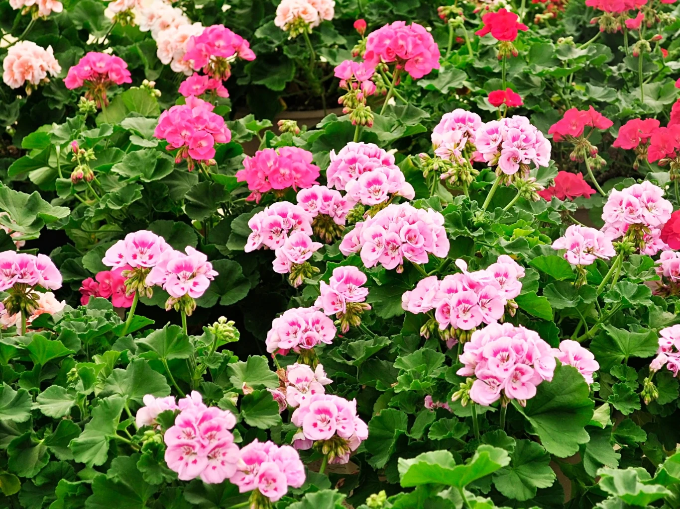 Różowe i czerwone kwiaty pelargonii otoczone bujnymi, zielonymi liśćmi tworzą gęsty, efektowny kobierzec.