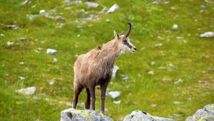 Tatry na zdjęciach z fotopułapek. Internauci pomagają naukowcom w badaniach