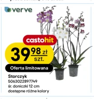 Орхідея Verve