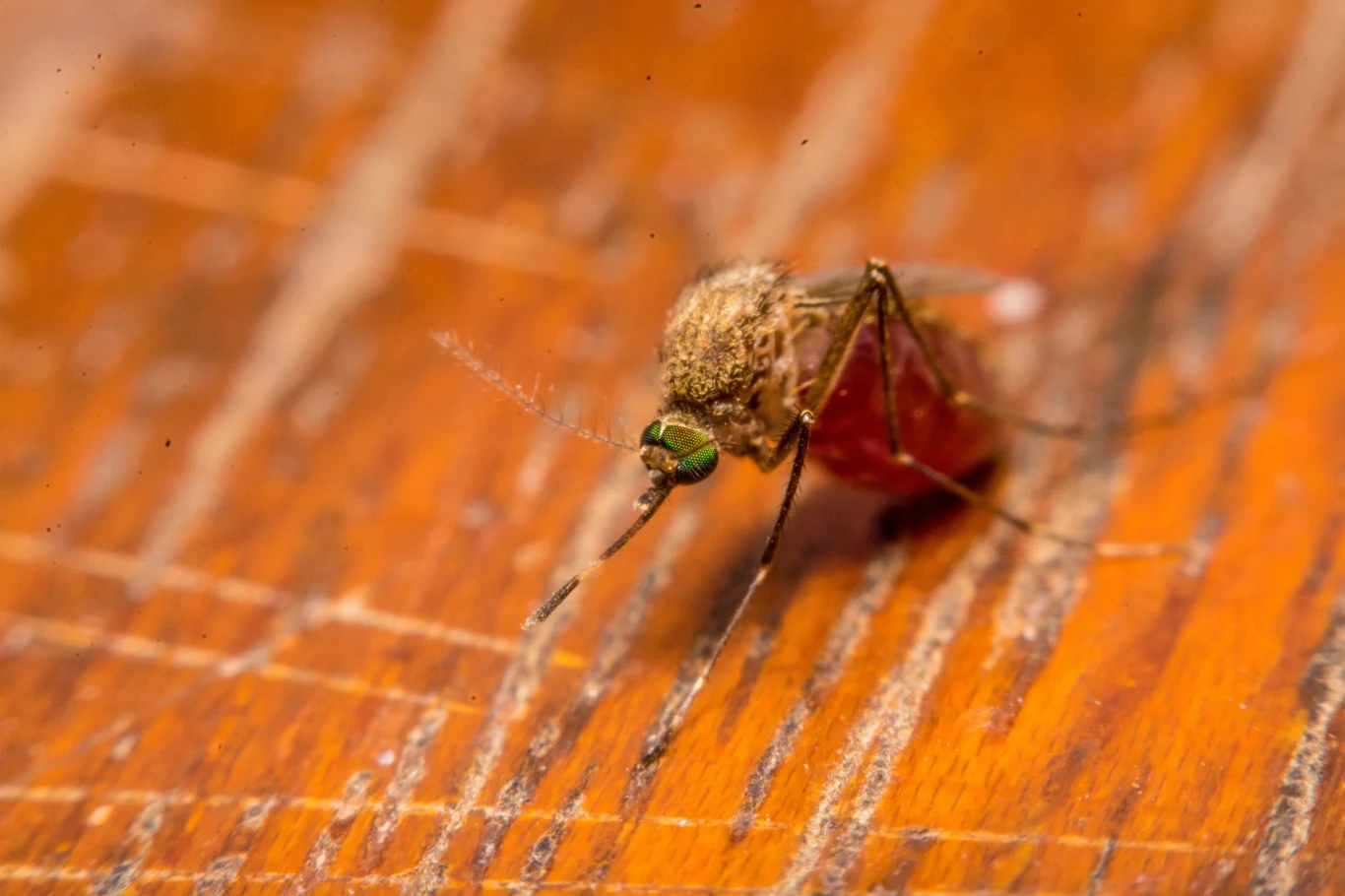 Komary z rodzaju Aedes przenoszą wirusa wywołującego dengę Komar z rodzaju Aedes z odwłokiem wypełnionym krwią, siedzący na drewnianej powierzchni.