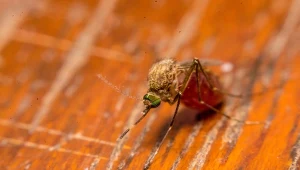 Komary z rodzaju Aedes przenoszą wirusa wywołującego dengę
