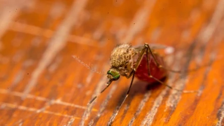 Komary z rodzaju Aedes przenoszą wirusa wywołującego dengę