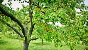 Posadź pod morelą zamiast trawy. Szkodniki będą trzymać się z daleka