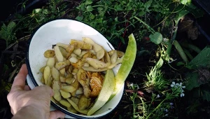 Ułóż w kompostowniku. Pozbędziesz się brzydkiego zapachu