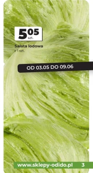 Sałata lodowa