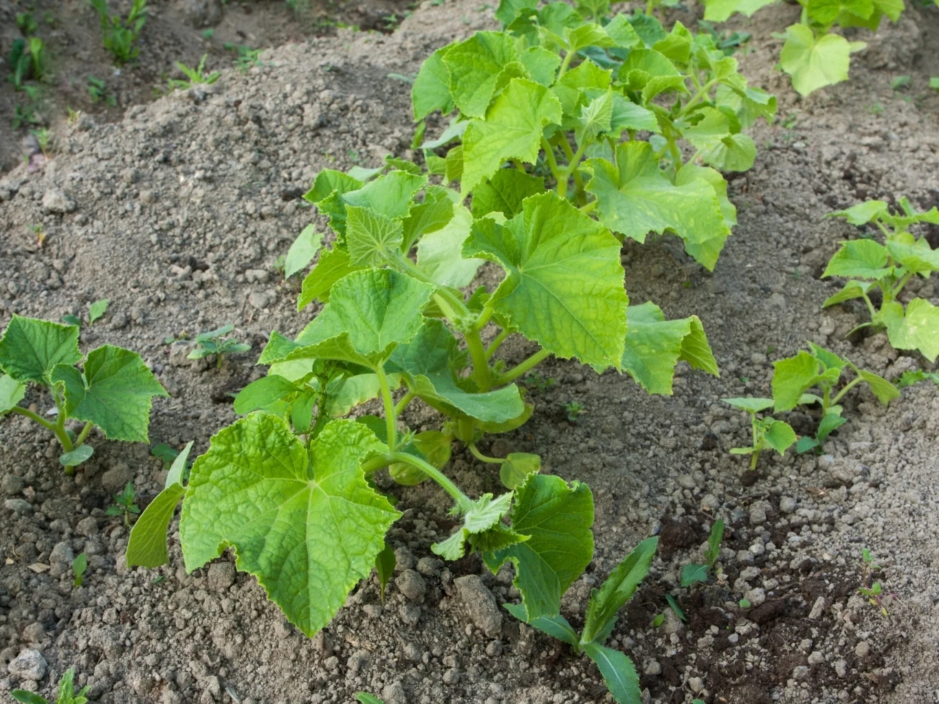 Szereg młodych krzewów ogórka rosnących na grządkach, otoczonych pulchną, wilgotną ziemią.