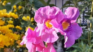 Incarvillea delavayi to efektowna i prosta w uprawie bylina.