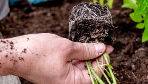 Zastosuj przy sadzeniu pomidorów. Sadzonki będą mocne, a owoców masa