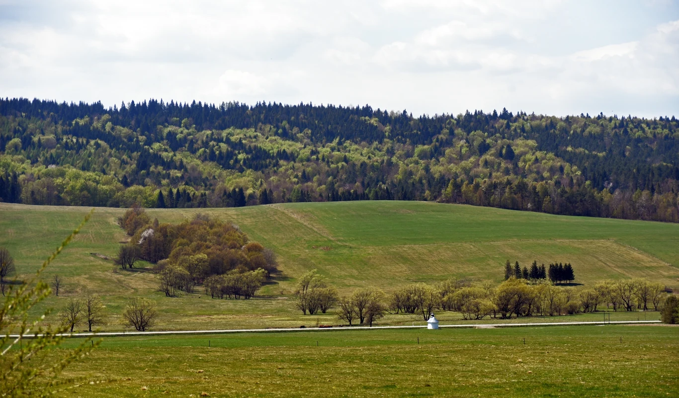 Rozległe zielone pola, pojedyncze drzewa i niewielkie skupiska krzewów na tle gęstego lasu w oddali.