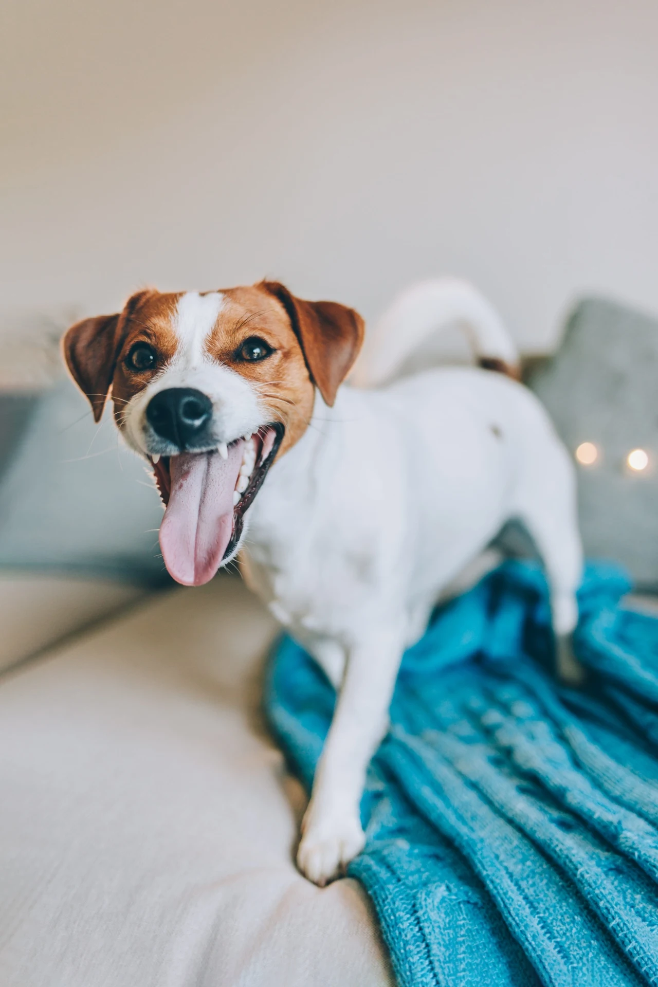 To, co bierzemy za uśmiech psa, niekoniecznie musi nim być Uśmiechnięty pies rasy Jack Russell Terrier z wystawionym językiem stoi na kanapie przykrytej niebieskim kocem.