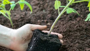 Łyżka na pełną konewkę wody. Pomidory natychmiast ruszą z kopyta