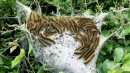 Gąsienice kuprówki rudnicy często występują gremialnie. Mogą być groźne dla ludzi i wywołać alergie