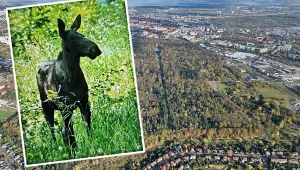 Dwa łosie na Cmentarzu Centralnym w Szczecinie. Służby muszą je odłowić