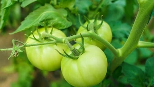 Jak kurkuma może pomóc w wyhodowaniu dużych i silnych pomidorów? 