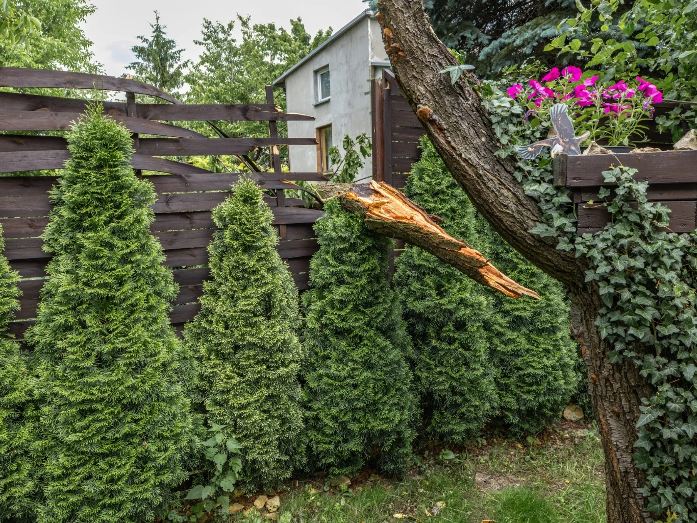 Dlaczego piorun uderza w drzewa w czasie burzy? Złamany konar drzewa na płocie, otoczony tujami, bluszczem i donicą z różowymi kwiatami na ogrodzeniu.