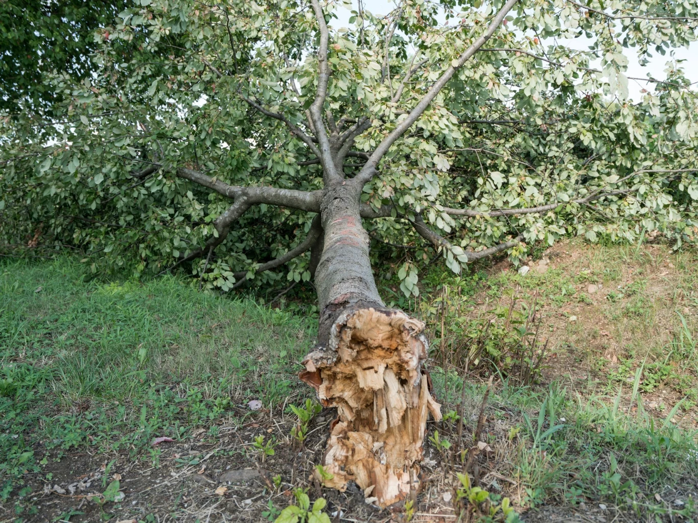 Drzewa narażone na pioruny najlepiej sadzić z zachowaniem co najmniej 25-30 m odległości od domu. Powalone drzewo z widocznym, spróchniałym pniem leżące na zielonej trawie.