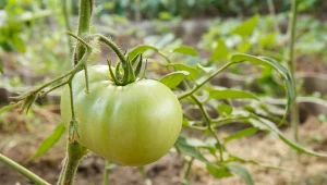 Konkretna porcja potasu dla krzaków pomidorów. Owoce będą jak malowane