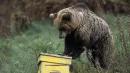Niedźwiedź brunatny potrafi wedrzeć się do niezabezpieczonej pasieki