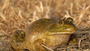 Żaba rycząca zwana też żabą bykiem pochodzi z Ameryki Północnej