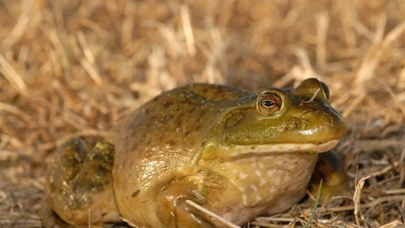 Żaba rycząca zwana też żabą bykiem pochodzi z Ameryki Północnej